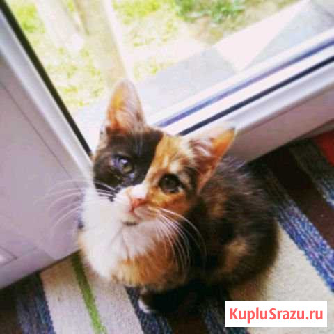 Кошка пропала Калининград - изображение 1
