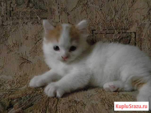 Котята Калуга - изображение 1