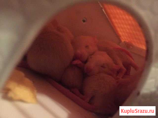 Крысята Кисловодск - изображение 1