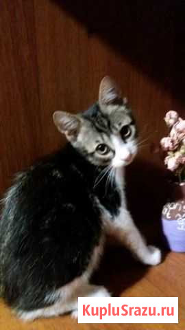 Котята Сочи - изображение 1