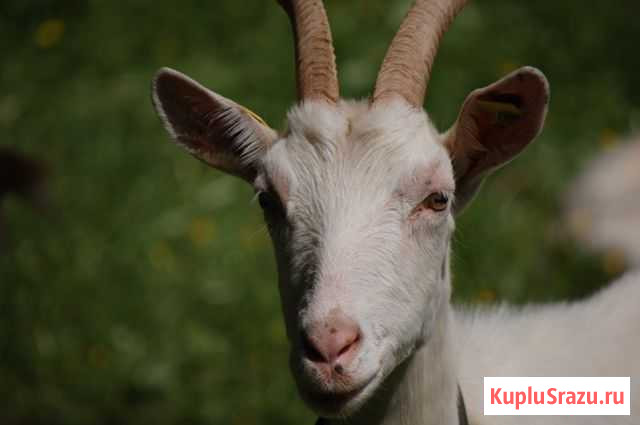 Продам козу и двух козлят Валуйки - изображение 1