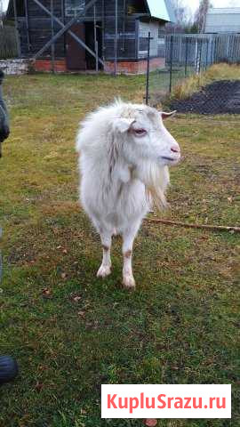 Козел, порода Зааненский Куровское - изображение 1
