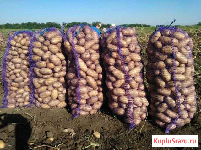 Картофель Усть-Лабинск - изображение 1