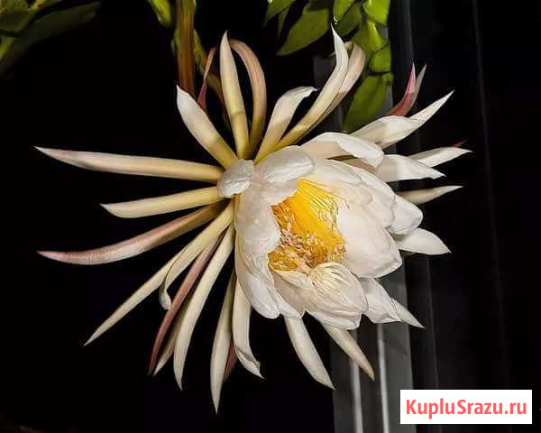 Марниера Пушкино - изображение 1