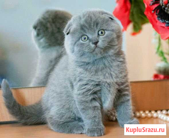 Шотландские котята Новоалександровск - изображение 1