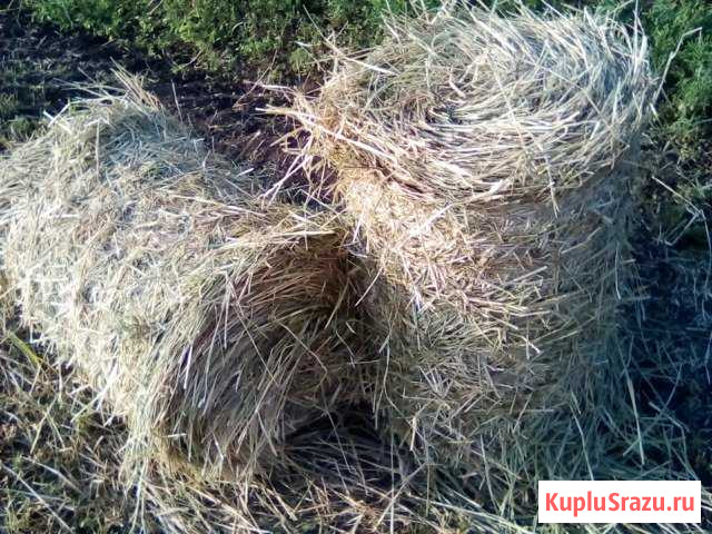 Продам сено луговое,экспорцет, люцерна Ракитное - изображение 1