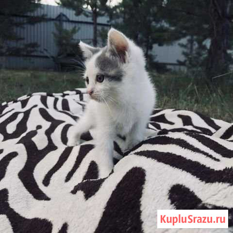 Котята Отрадный - изображение 1