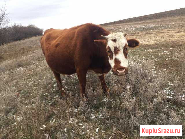Корова Суровикино - изображение 1