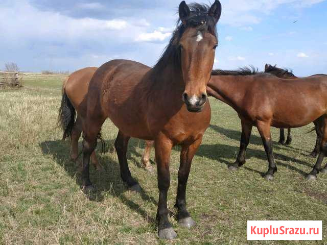 Кобыла Раевский - изображение 1