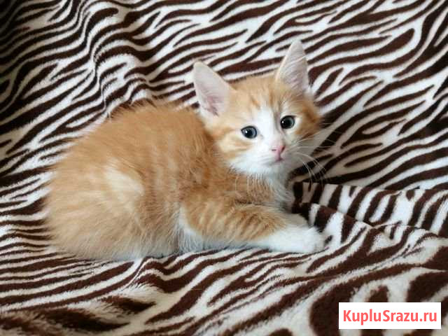 Котята Вологда - изображение 1