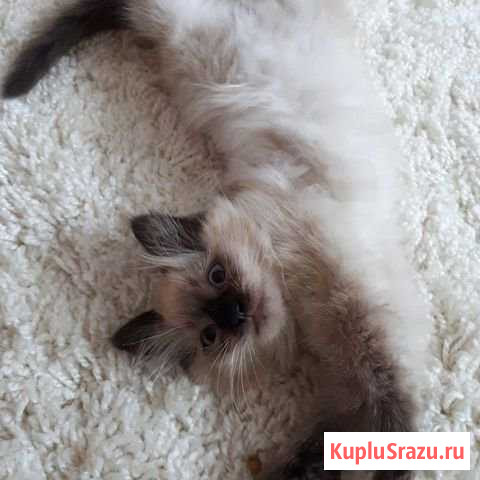 Котенок-девочка ищет дом Суздаль - изображение 1