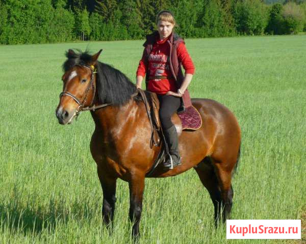 Обучение верховой езде Якшур-Бодья - изображение 1