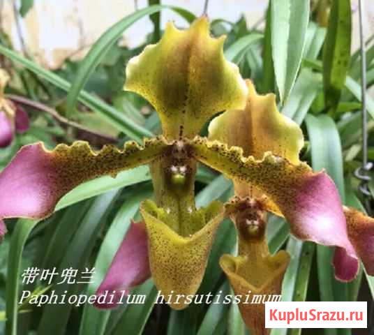 Орхидея Paphiopedilum hirsutissimum Старая Купавна - изображение 1