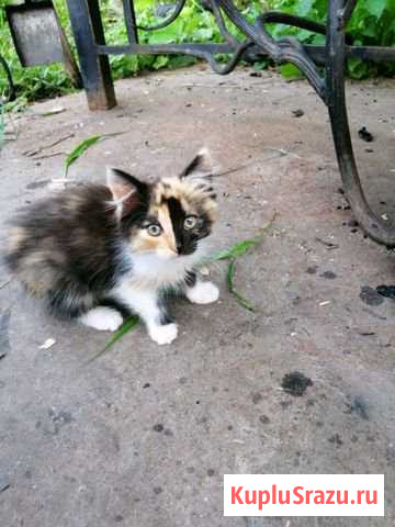 Котёнок Климовск - изображение 1
