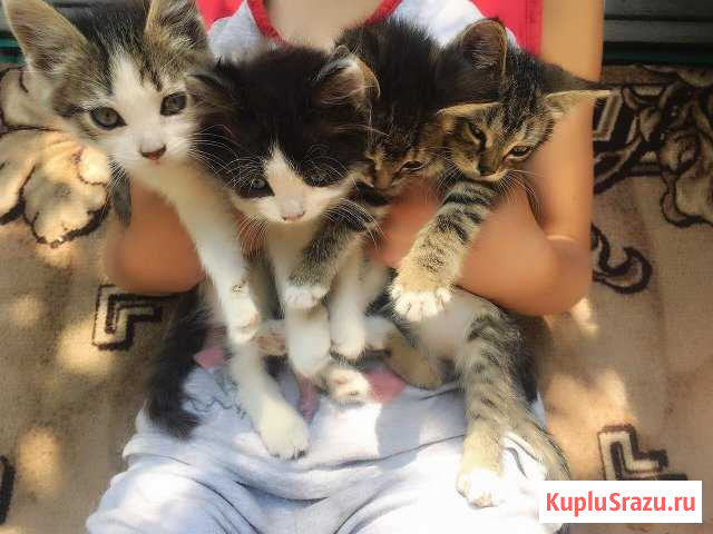 Котята Новомосковск - изображение 1