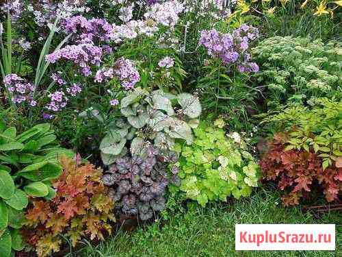 Садовые цветы и растения Электрогорск