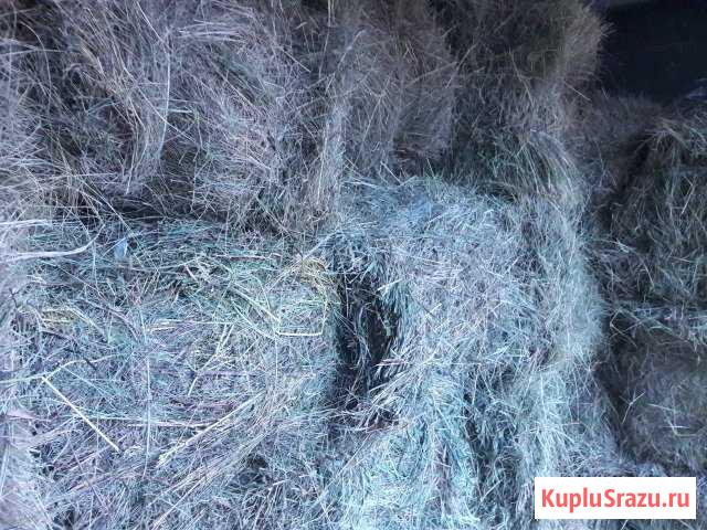 Сено в тюках Яранск - изображение 1