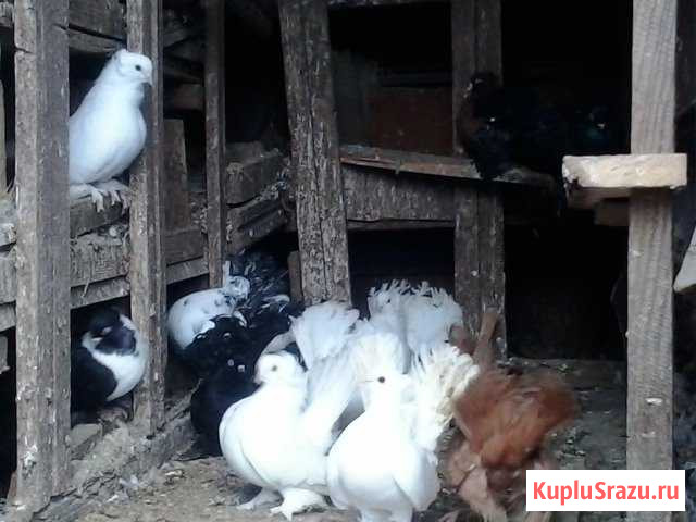 Голуби Михайловка - изображение 1