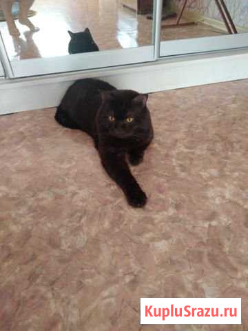 Отдам кота Бузулук - изображение 1