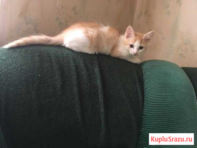 Котенок-мальчик 3 месяца в лоточек ходит строго,не Краснокамск - изображение 1