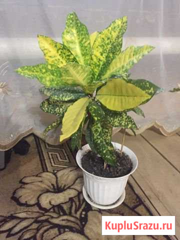 Кротон Казань - изображение 1