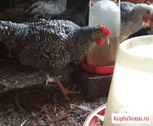 Молодые петушки Подольск - изображение 1