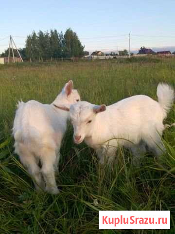 Козлята зааненской породы Волжск - изображение 1