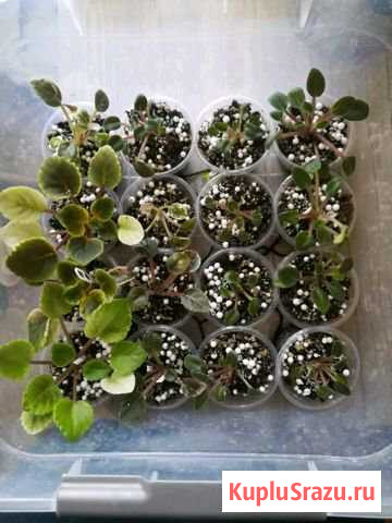 Детки сотовых мини фиалок Видное - изображение 1