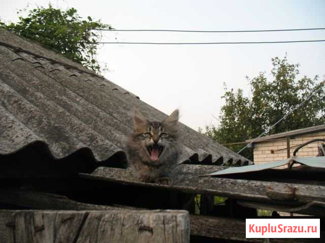 Коты учёные Урюпинск - изображение 1