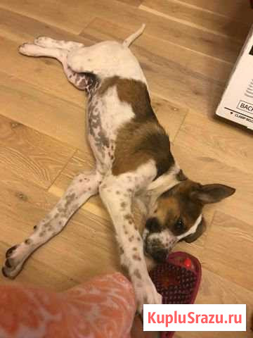 Животные Серпухов - изображение 1