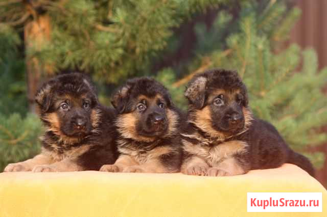 Щенки немецкой овчарки Электросталь - изображение 1