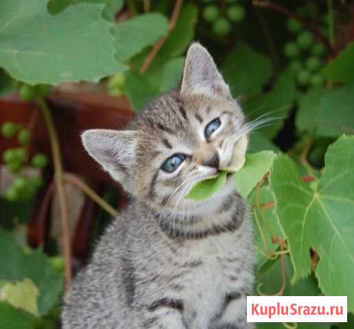 Котята Дубна - изображение 1