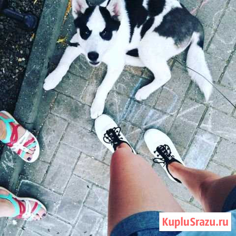Продаю хаску девочку Ленинградская - изображение 1