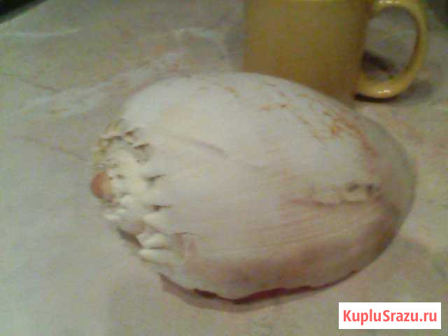 Декор для аквариума Красногорск - изображение 1