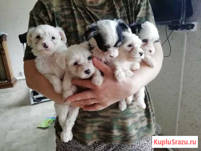 Болонки Мосрентген - изображение 1