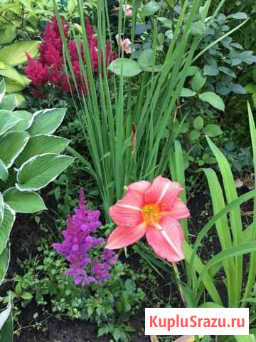 Лилии и лилейники Всеволожск - изображение 1