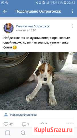 Нашёлся щенок Острогожск - изображение 1