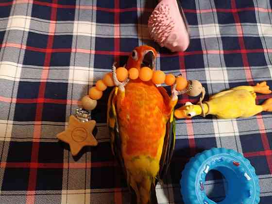 Жако и аратинга птенцы говорящие выкормыши от заводчика Сочи