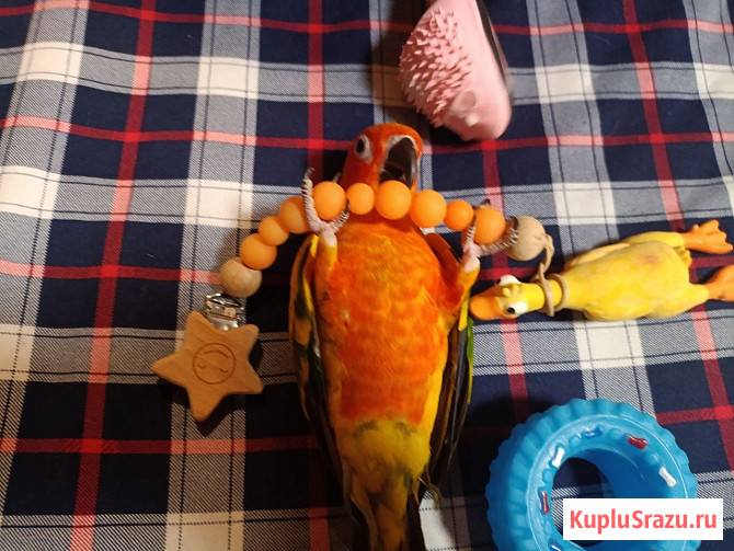 Жако и аратинга птенцы говорящие выкормыши от заводчика Сочи - изображение 1