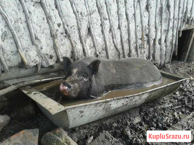 Вьетнамские травоядные вислобрюхие поросята Первомайский - изображение 1