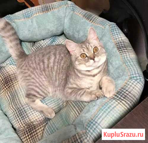 Британский котенок Люберцы - изображение 1