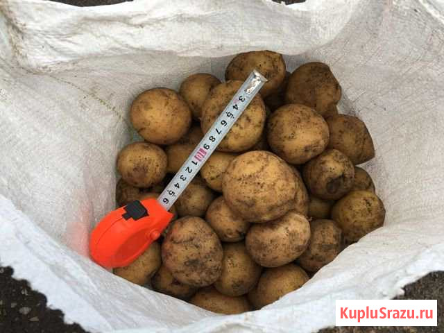 Картофель или картошка своя Шарлык - изображение 1