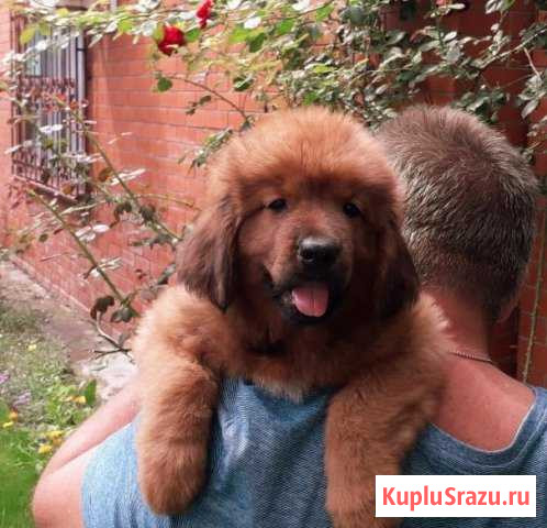 Самый сильный и смелый тибет Городище - изображение 1