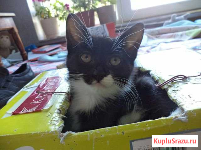 Котята в хорошие руки Знаменск - изображение 1