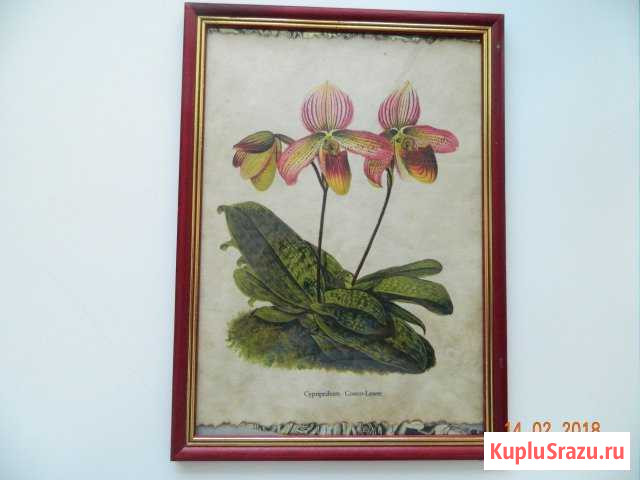 Картины из кофе Иркутск - изображение 1