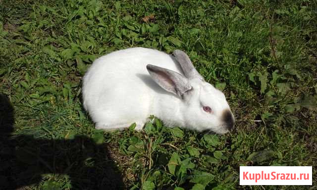 Кролики (Миксы) Воскресенск - изображение 1