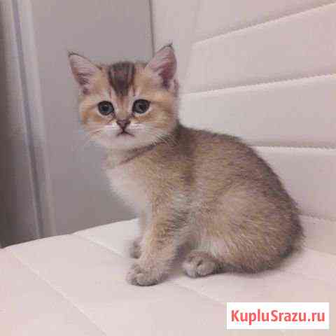 Золотой тиккированный британец Раменское