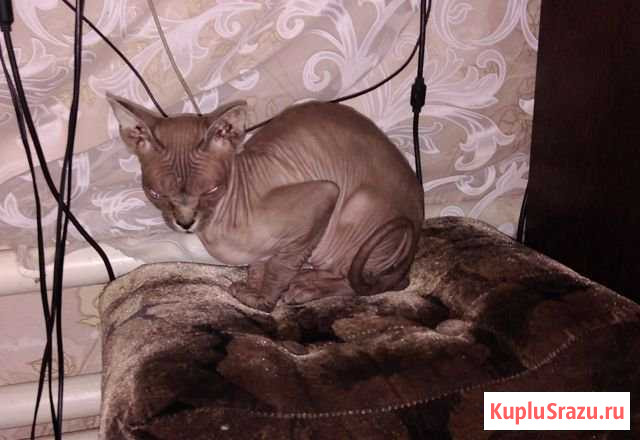 Продам кота и кошку Рыльск - изображение 1