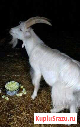 Козёл на племя Ильиногорск - изображение 1