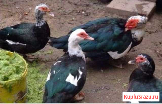 Индоутки Фастовецкая - изображение 1